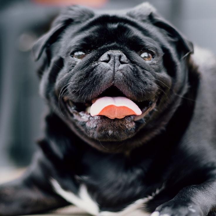 Rina Cole, Lead Design Curator at Silver Forest Path, reviewing corporate floral arrangements